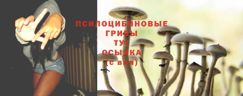 Галлюциногенные грибы MAGIC MUSHROOMS  наркота  Лыткарино 